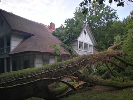 Umgestürzte Eiche vor dem Schweizer Haus, Schlosspark Ludwigslust © SSGK M-V, Foto: Dietmar Braune